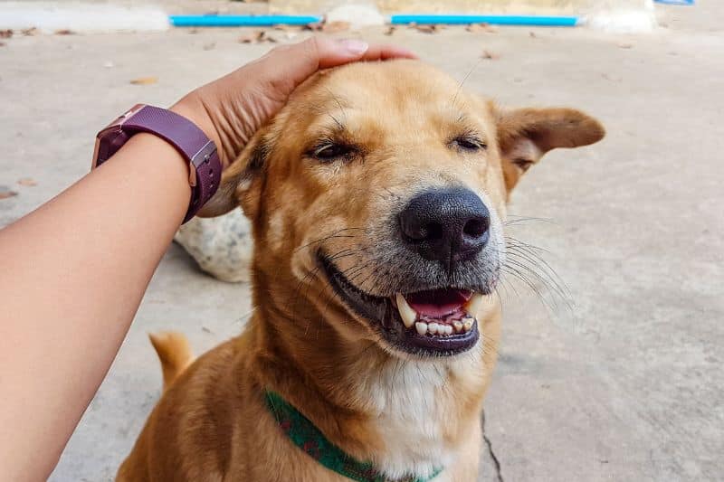 Cómo educar a un perro sordo