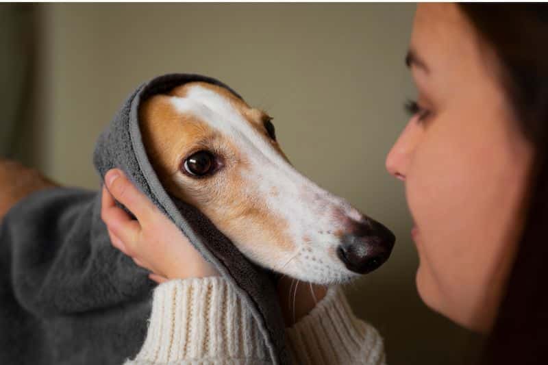 perro mirando a su tutor