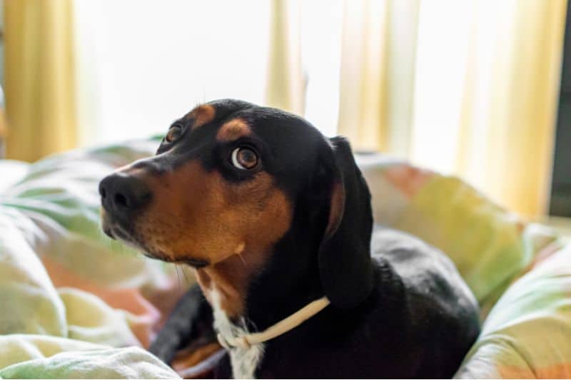 perro tumbado en la cama