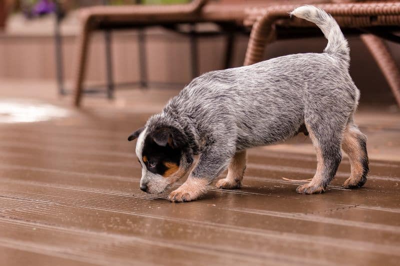 cachorro aprendiendo a mear en casa