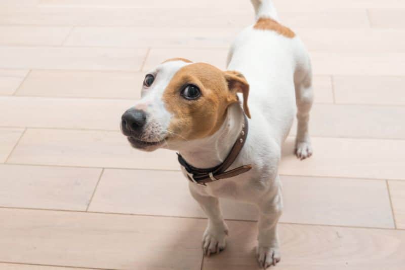 como enseñar a un cachorro a no mearse en casa