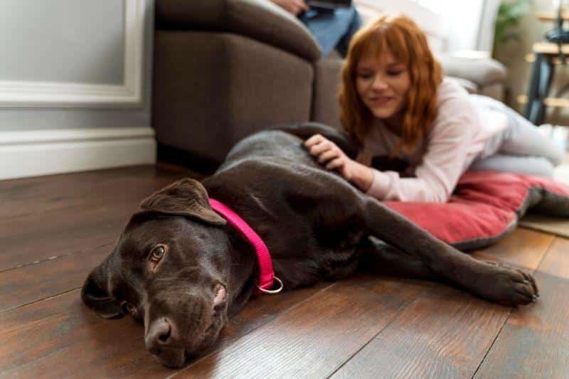 como enseñar a un perro a tumbarse