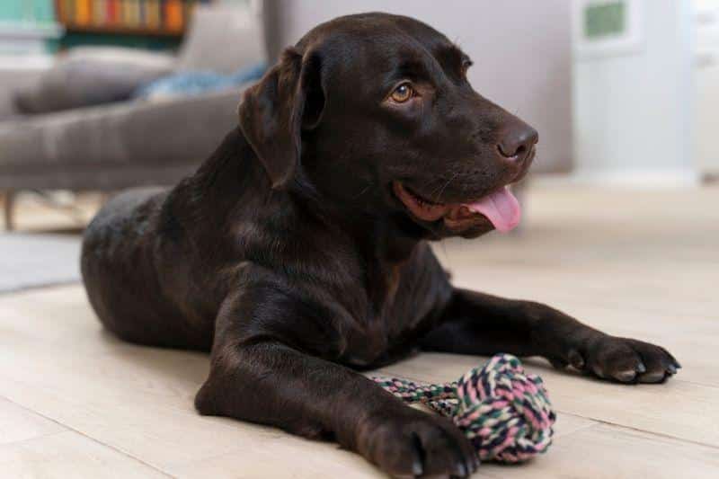 como enseñar a un perro a tumbarse
