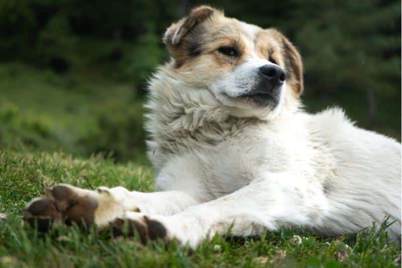 como enseñar a un perro a tumbarse