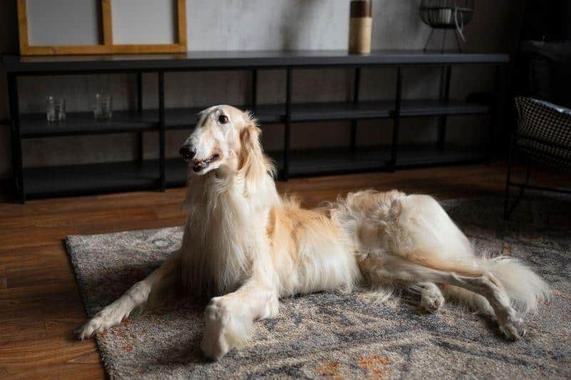 como enseñar a un perro a tumbarse