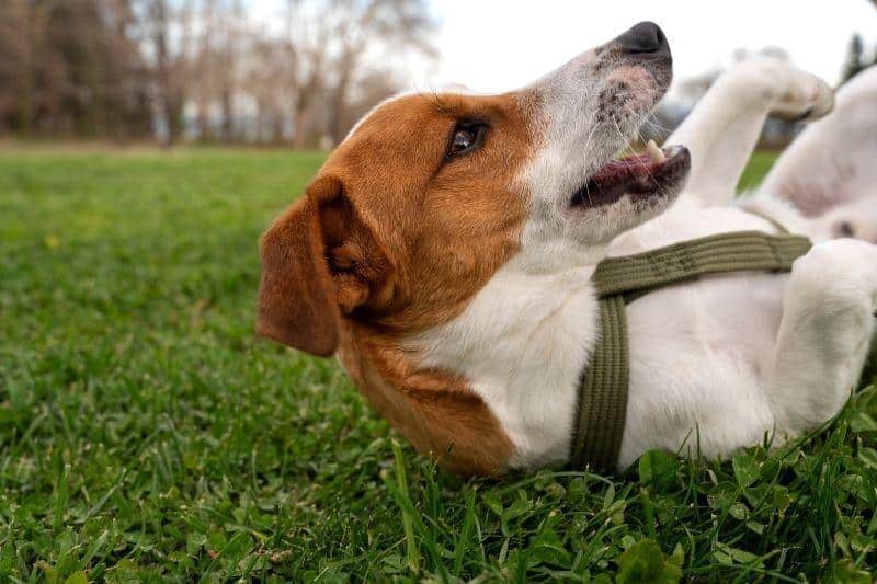 como enseñar a un perro a tumbarse