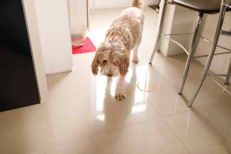 perro se ha hecho pis en casa