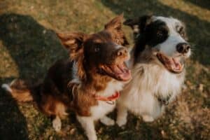 Adolescencia en perros