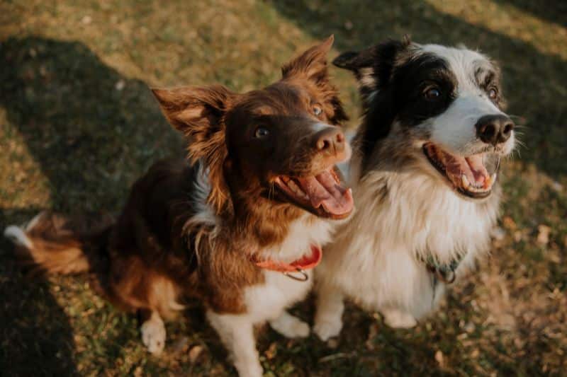 Adolescencia en perros