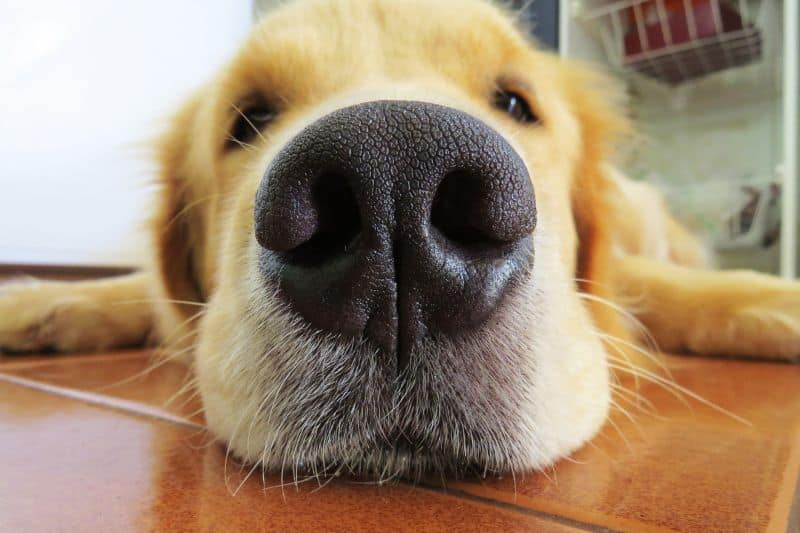perro adolescente
