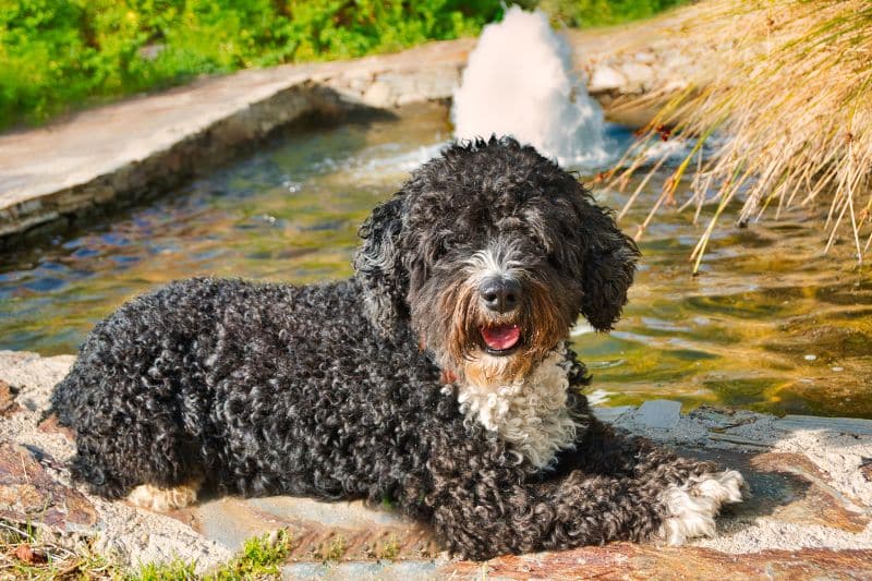 perro de agua