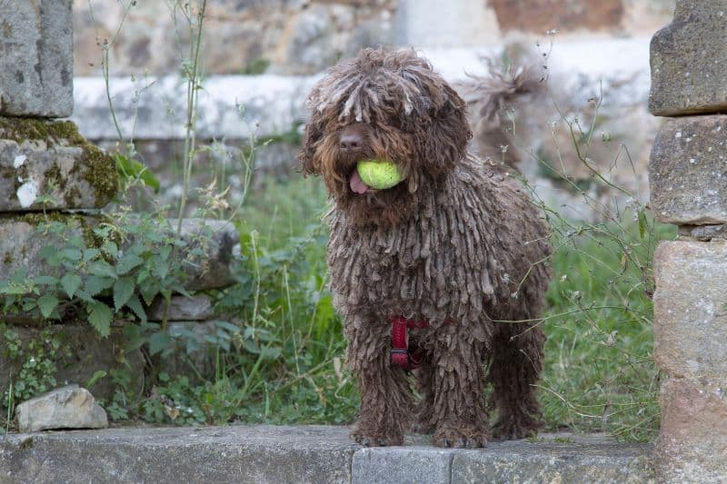 perro jugando a la pelota