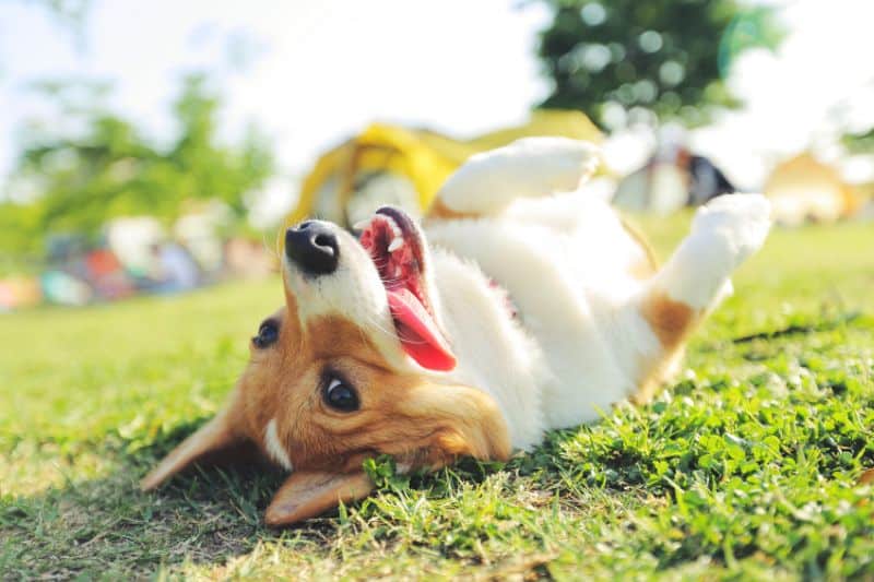 perro jugando en el césped