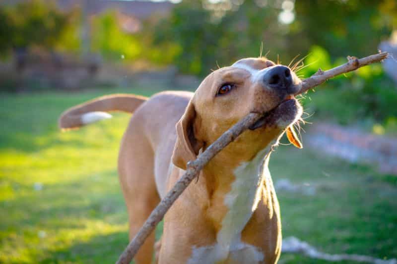perro landrando adolescencia en perros